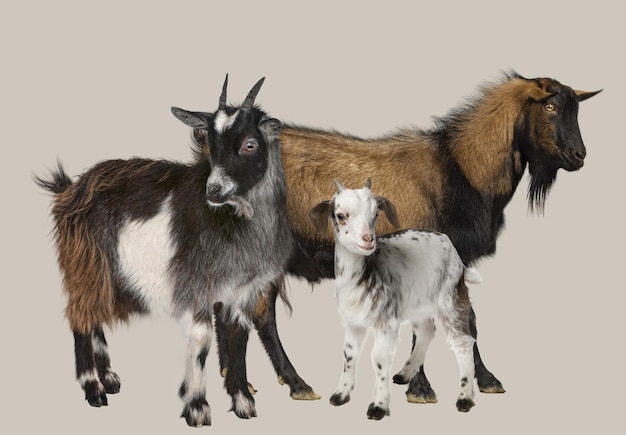 Indulge in the charm and diversity of goats presented in a highquality photo perfect for animal lovers