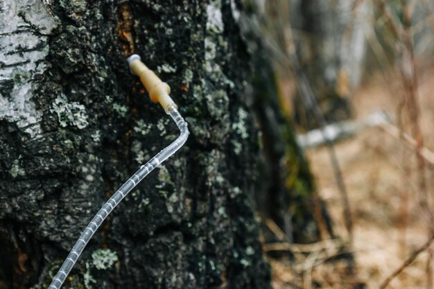 Industrial collection of birch sap in the spring forest Tube inserted into birch to collect sap