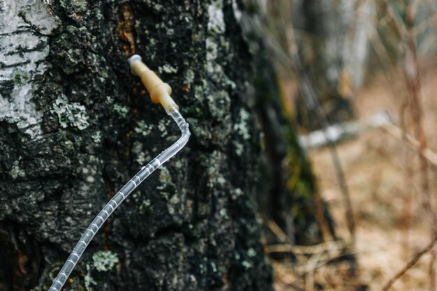 Collezione industriale di linfa di betulla nella foresta primaverile tubo inserito nella betulla per raccogliere la linfa