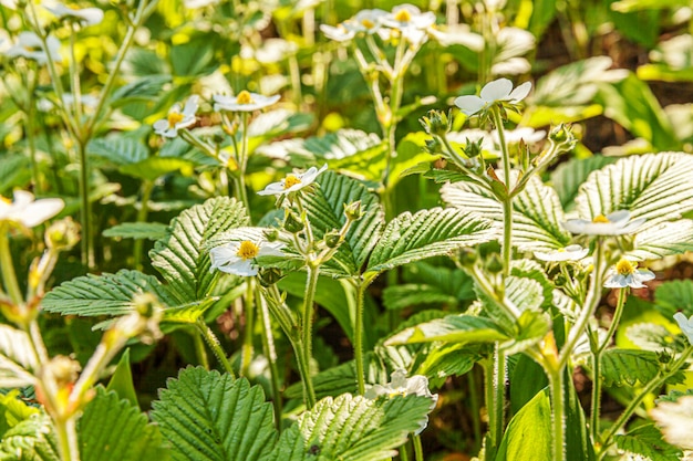 Industrial cultivation of strawberries. Bush of strawberry with flower in spring or summer garden bed. Natural growing of berries on farm. Eco healthy organic food horticulture concept wall.