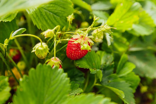 夏の庭のベッドでの熟した赤い果実イチゴとイチゴ植物の茂みの工業栽培農場でのベリーの自然な成長