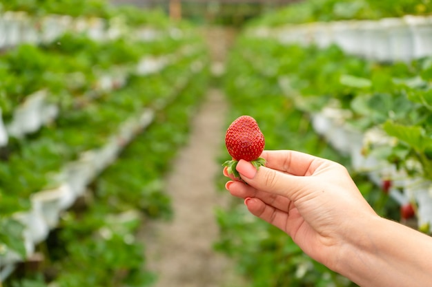 Industrial farm for growing strawberries. Ripe red fruit in hand against the background of the beds in the greenhouse.