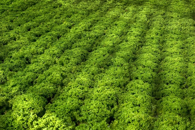 Промышленные теплицы с рядами салата и рядами листьев салата