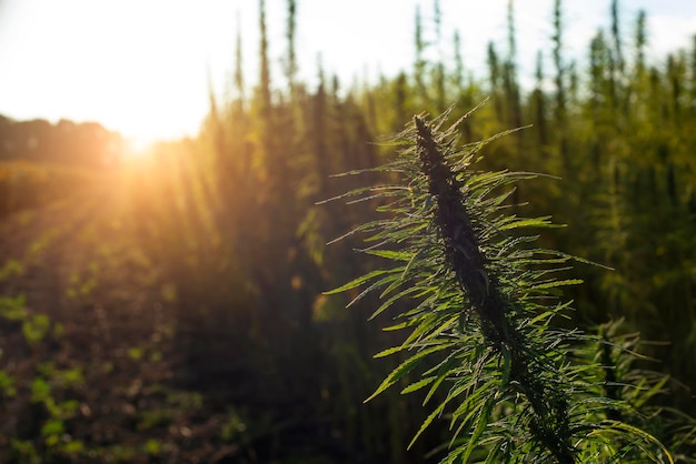 Industrial Hemp stalks on blue sky background