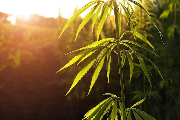 Industrial Hemp stalks on blue sky background