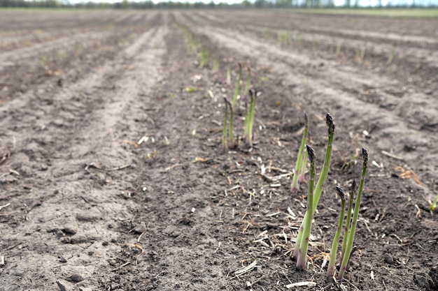 Produzione industriale di asparagi raccolta di asparagi giovani coltivazione di asparagi succosi