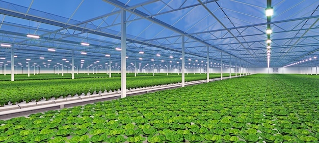 Industrieel broeikasinterieur Hydroponic indoor groenteplant fabriek Groene salade boerderij Betonnen vloer 3D render