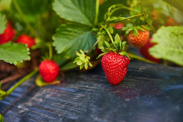 Industriële groei van verse aardbeien geteeld in het veld