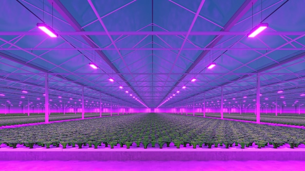 Industriële kas met paars LED-licht Hydroponic indoor groenteplant fabriek Groene salade boerderij 3D render