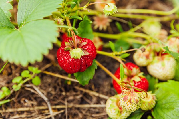 Industriële teelt van aardbeien plant Bush met rijpe rode vruchten aardbei in zomertuin bed Natuurlijke teelt van bessen op boerderij Eco gezond biologisch voedsel tuinbouw concept achtergrond
