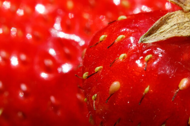 Industriële teelt van aardbeienplant rijpe rode vruchten aardbei macro extreme close-up stro...