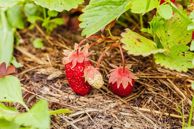Industriële teelt van aardbeienplantstruik met rijpe rode vruchten aardbei in zomertuin b...