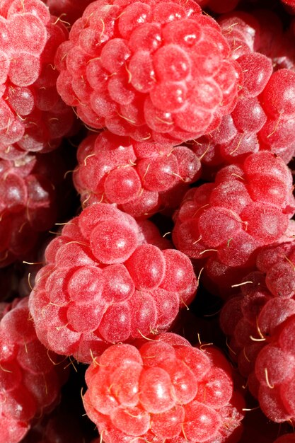 Industriële teelt van frambozenplant rijp rood fruit framboos macro close-up frambozenfruit b ...