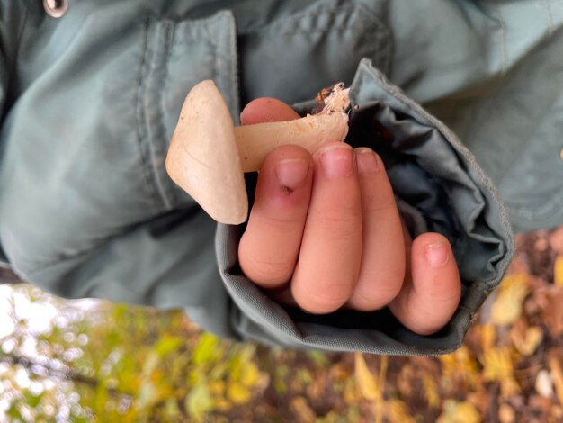 Photo inedible mushroom in a child hand poisonous mushrooms