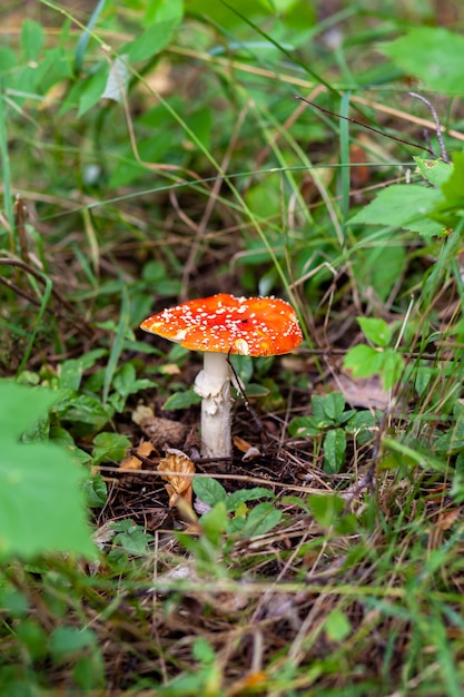 An inedible mushroom is a red fly agaric near a tree. Forest poisonous mushroom red fly agaric. Beautiful forest background with a red mushroom close-up.