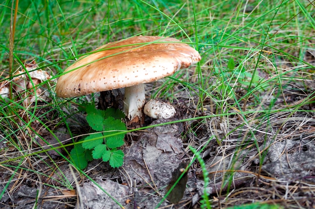 Inedible mushroom in woods