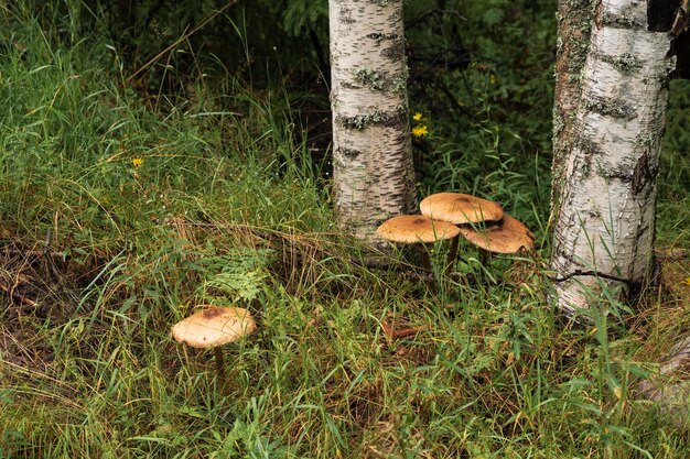 inedible mushrooms among the grass next to the birch