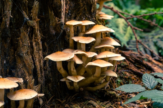 Inedible mushrooms in the natural environment Forest inedible mushroom on a natural background Mushr