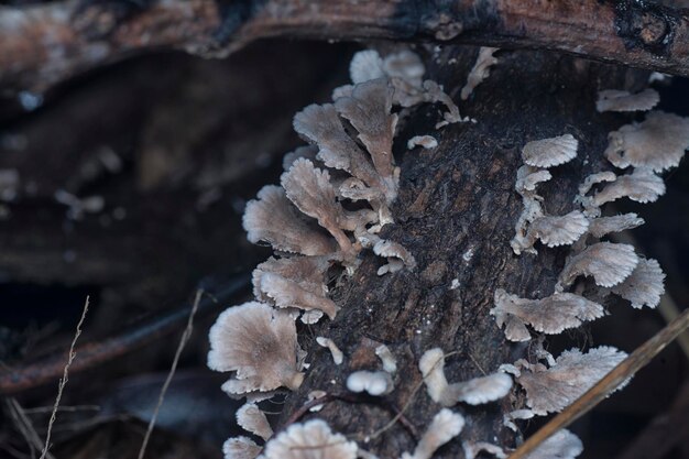 Photo the inedible wild mushrooms sprouting from the decaying trunk