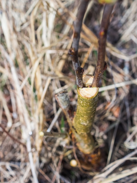 Inenting in de lente van appelbomen in raspis.