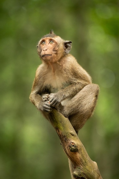 Photo infant on branch