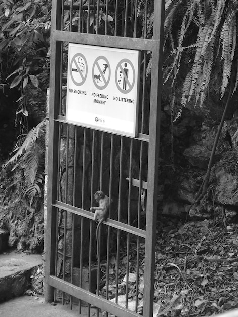 Photo infant on metallic gate