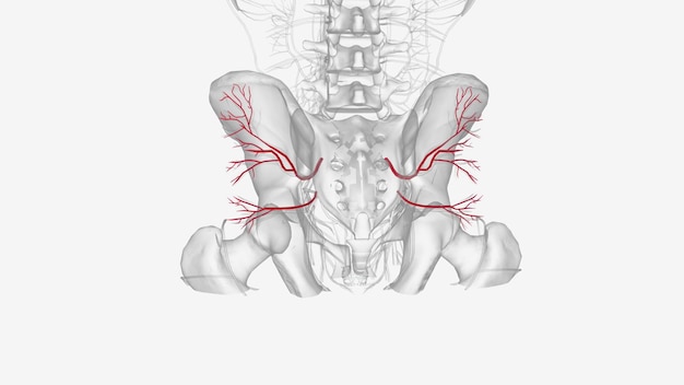 Photo the inferior gluteal artery is a terminal branch of the internal iliac artery supplying the gluteal and thigh regions