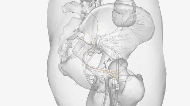 Photo the inferior gluteal nerve supplies the gluteus maximus muscle