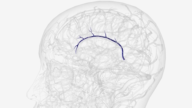 The inferior sagittal sinus is a dural venous sinus found within the inferior free margin of the falx cerebri