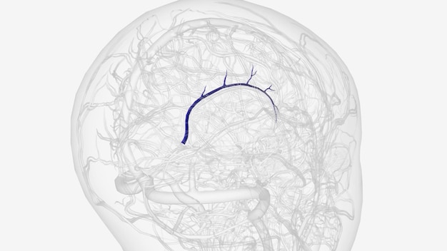 The inferior sagittal sinus is a dural venous sinus found within the inferior free margin of the falx cerebri