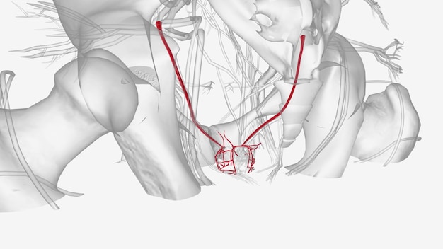 the inferior vesical artery branches at the fundus to give supply to the bladder fundus and trigone as well as adjacent ureters