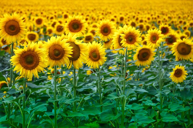 Infinite field with bright yellow blooming sunflowers, soft focus