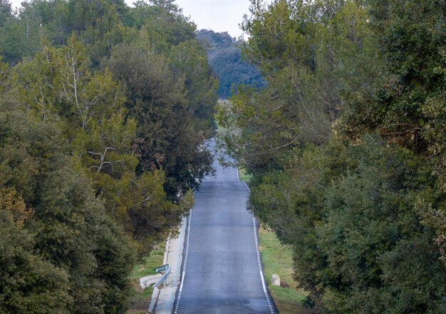 Infinite road between trees