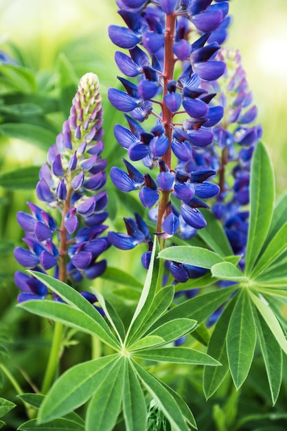 Inflorescence of blue blooming wild lupine flower close up