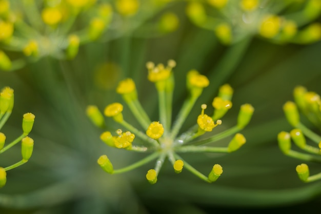 Inflorescence of Dill