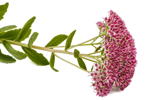 Inflorescence of flowers stonecrop closeup lat Sedum spectabile isolated on white background