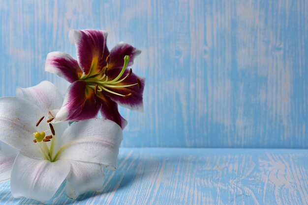 The inflorescence of the lilies on the table