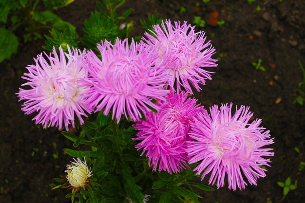 都市公園の朝露を浴びた花序ピンクのアスター