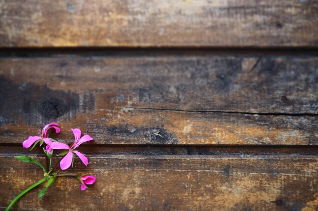 Inflorescence of pink ivy geranium on a wooden background Beautiful inflorescence of pink ivy geranium on the table in the bottom left corner Copy space Free space for text Postcard layout