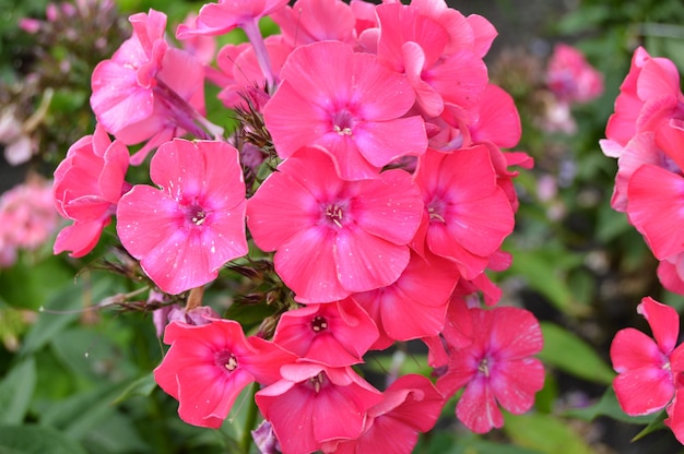 Inflorescence pink Phlox, beautiful floral background summer garden.