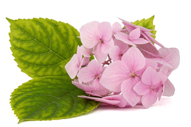 Inflorescence of the tenderly pink flowers of hydrangea isolated on black background