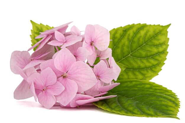 Inflorescence of the tenderly pink flowers of hydrangea isolated on white background