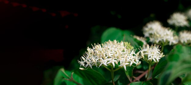 黒い背景のコピースペースに観賞用ニワトコの茂みの白い花の花序