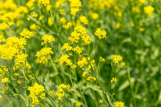 黄色花の花序