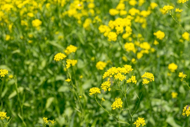 黄色花の花序