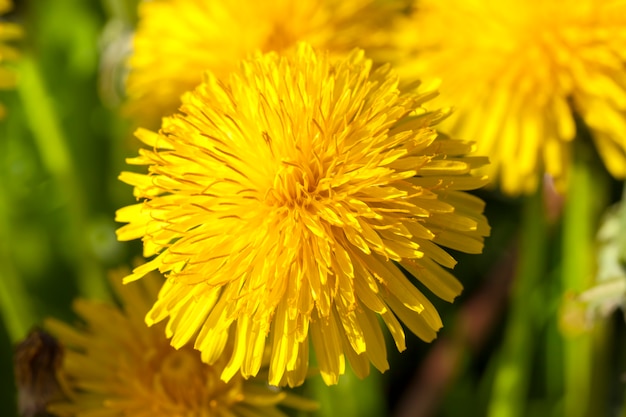 Inflorescence of yellow fresh dandelions in the field