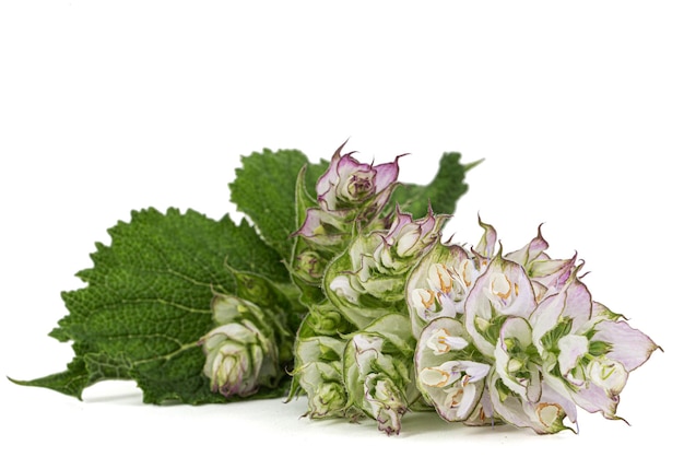 Inflorescences clary sage lat Salvia sclarea geïsoleerd op witte achtergrond