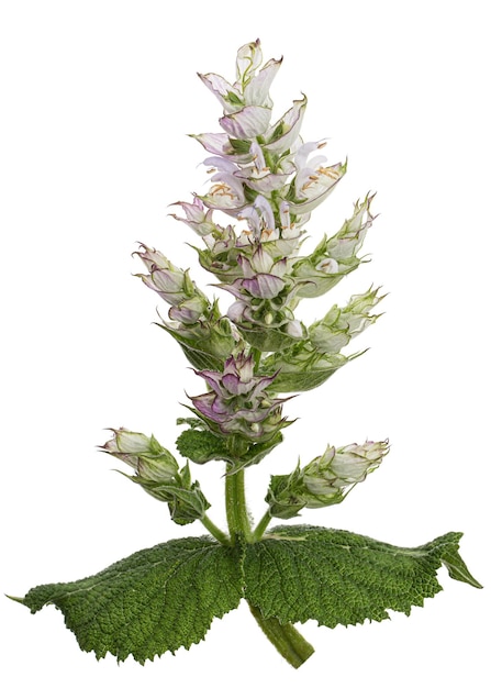 Inflorescences clary sage lat Salvia sclarea 흰색 배경에 고립