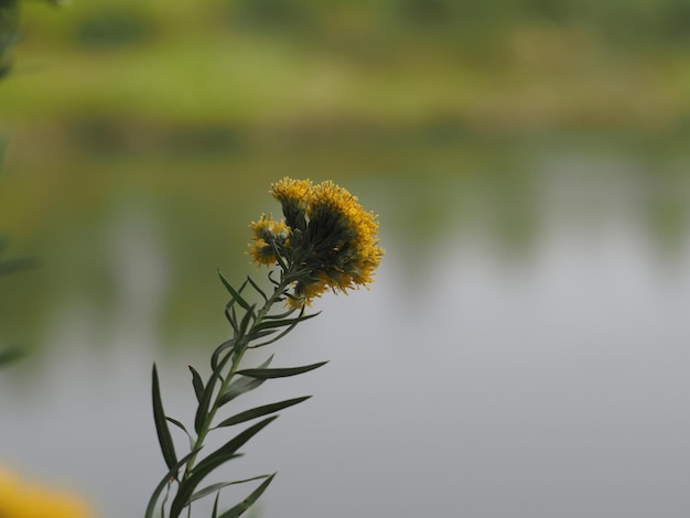 inflorescences of Galatella linosyris on the background of the river