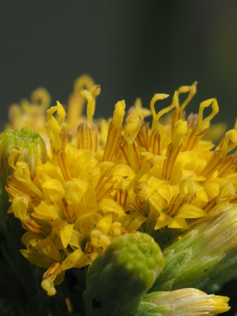 Galatella linosyrisの花序